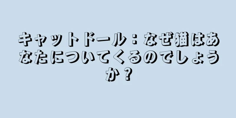キャットドール：なぜ猫はあなたについてくるのでしょうか？
