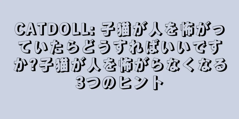 CATDOLL: 子猫が人を怖がっていたらどうすればいいですか?子猫が人を怖がらなくなる3つのヒント