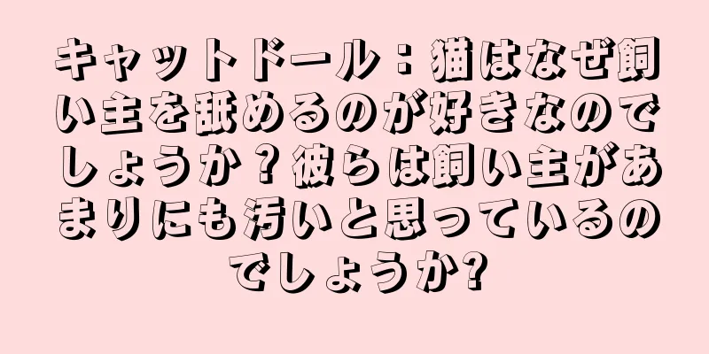 キャットドール：猫はなぜ飼い主を舐めるのが好きなのでしょうか？彼らは飼い主があまりにも汚いと思っているのでしょうか?