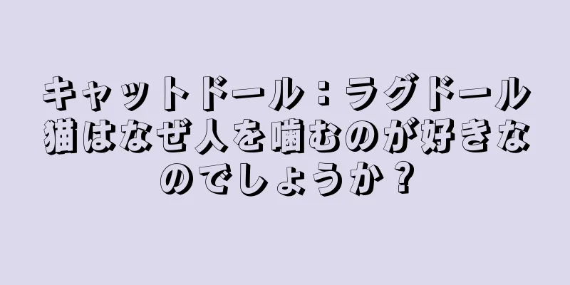 キャットドール：ラグドール猫はなぜ人を噛むのが好きなのでしょうか？
