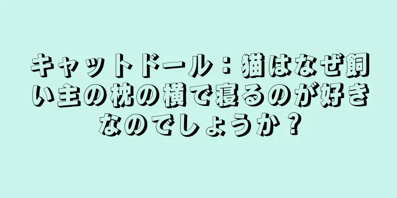 キャットドール：猫はなぜ飼い主の枕の横で寝るのが好きなのでしょうか？