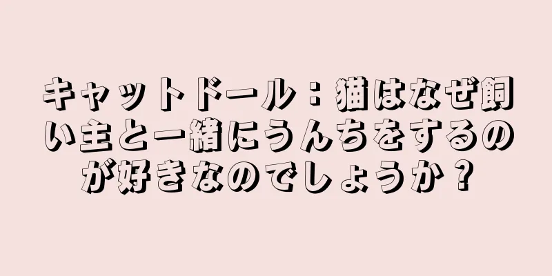 キャットドール：猫はなぜ飼い主と一緒にうんちをするのが好きなのでしょうか？