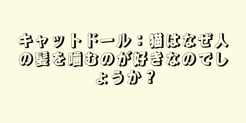 キャットドール：猫はなぜ人の髪を噛むのが好きなのでしょうか？