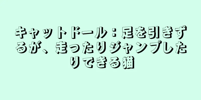 キャットドール：足を引きずるが、走ったりジャンプしたりできる猫