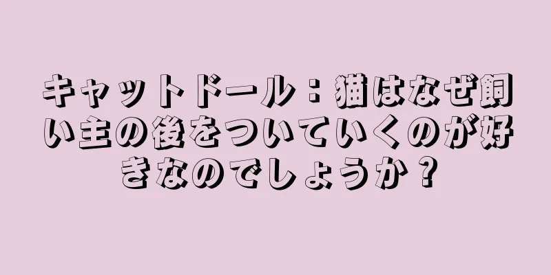 キャットドール：猫はなぜ飼い主の後をついていくのが好きなのでしょうか？