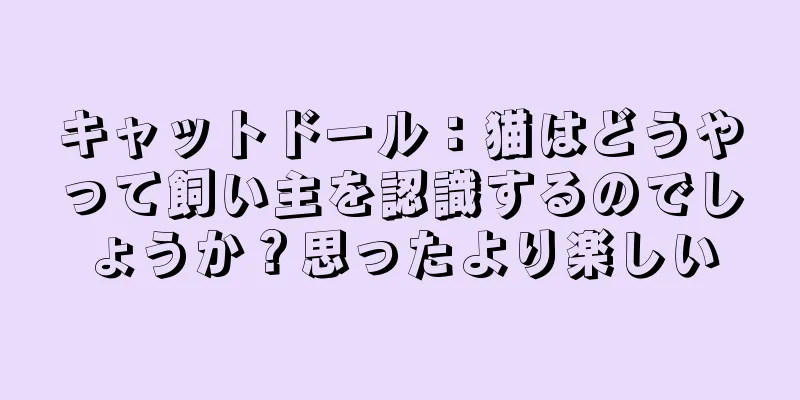 キャットドール：猫はどうやって飼い主を認識するのでしょうか？思ったより楽しい