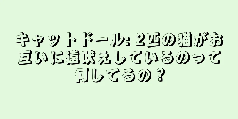 キャットドール: 2匹の猫がお互いに遠吠えしているのって何してるの？