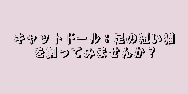 キャットドール：足の短い猫を飼ってみませんか？