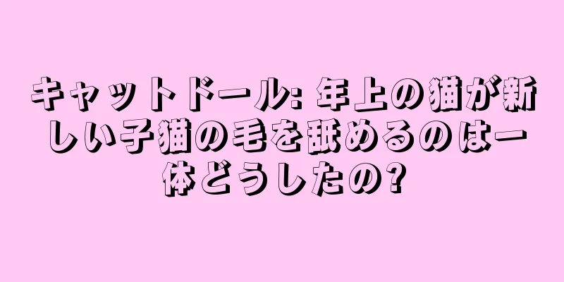 キャットドール: 年上の猫が新しい子猫の毛を舐めるのは一体どうしたの?
