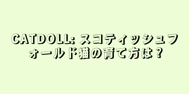 CATDOLL: スコティッシュフォールド猫の育て方は？