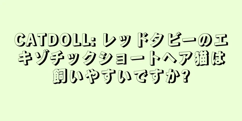CATDOLL: レッドタビーのエキゾチックショートヘア猫は飼いやすいですか?