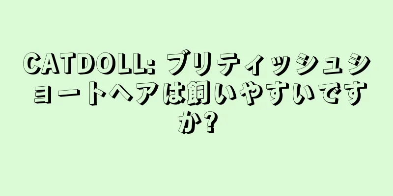 CATDOLL: ブリティッシュショートヘアは飼いやすいですか?