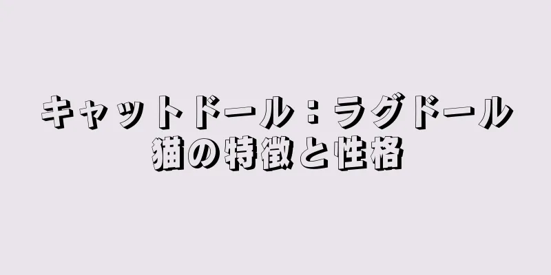 キャットドール：ラグドール猫の特徴と性格