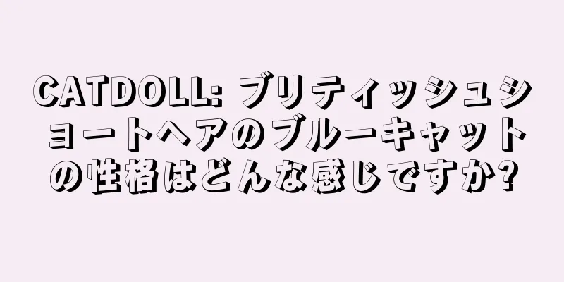 CATDOLL: ブリティッシュショートヘアのブルーキャットの性格はどんな感じですか?