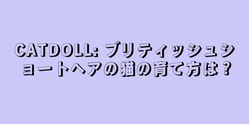CATDOLL: ブリティッシュショートヘアの猫の育て方は？