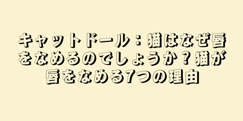 キャットドール：猫はなぜ唇をなめるのでしょうか？猫が唇をなめる7つの理由