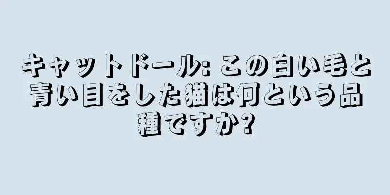キャットドール: この白い毛と青い目をした猫は何という品種ですか?
