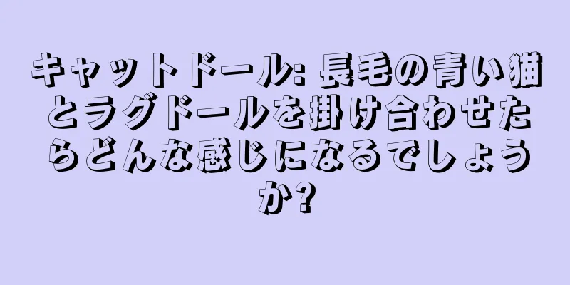 キャットドール: 長毛の青い猫とラグドールを掛け合わせたらどんな感じになるでしょうか?