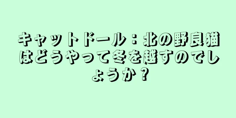 キャットドール：北の野良猫はどうやって冬を越すのでしょうか？