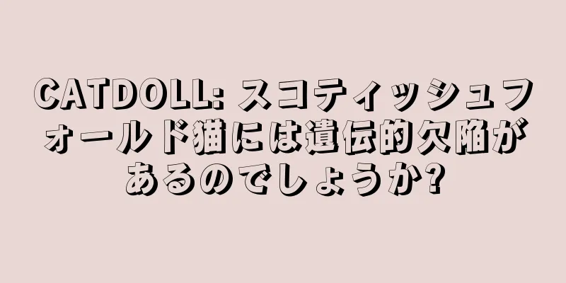 CATDOLL: スコティッシュフォールド猫には遺伝的欠陥があるのでしょうか?
