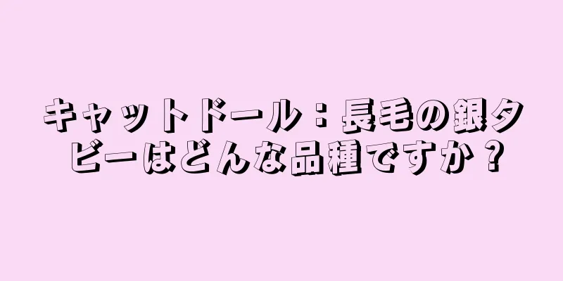 キャットドール：長毛の銀タビーはどんな品種ですか？