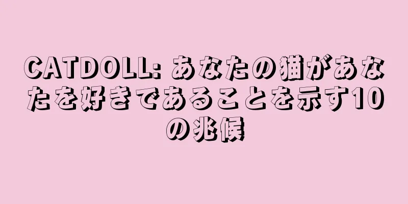 CATDOLL: あなたの猫があなたを好きであることを示す10の兆候