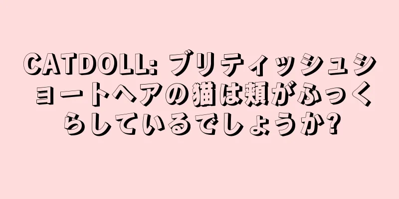CATDOLL: ブリティッシュショートヘアの猫は頬がふっくらしているでしょうか?