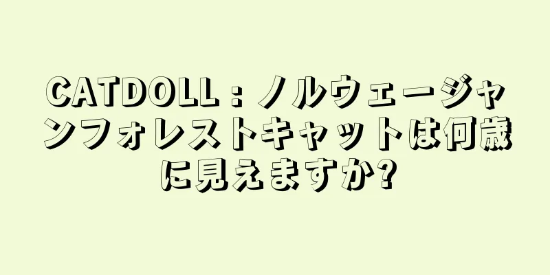 CATDOLL : ノルウェージャンフォレストキャットは何歳に見えますか?
