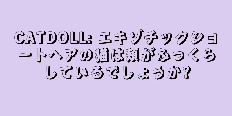 CATDOLL: エキゾチックショートヘアの猫は頬がふっくらしているでしょうか?
