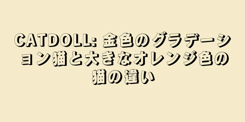 CATDOLL: 金色のグラデーション猫と大きなオレンジ色の猫の違い