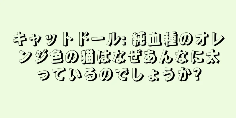 キャットドール: 純血種のオレンジ色の猫はなぜあんなに太っているのでしょうか?