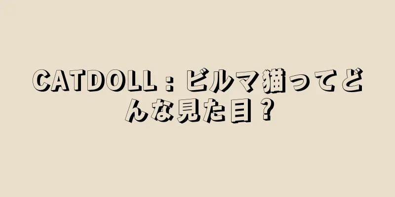 CATDOLL : ビルマ猫ってどんな見た目？