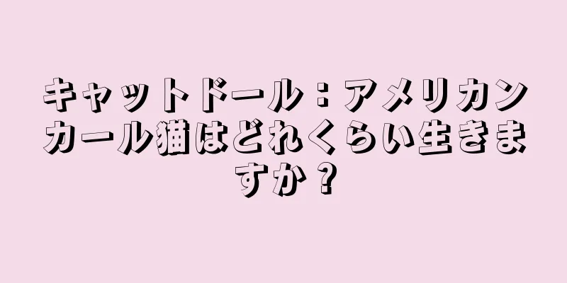 キャットドール：アメリカンカール猫はどれくらい生きますか？