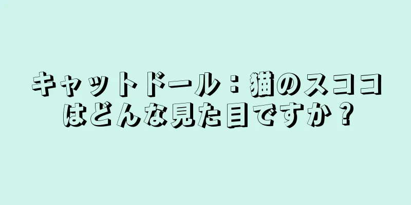 キャットドール：猫のスココはどんな見た目ですか？