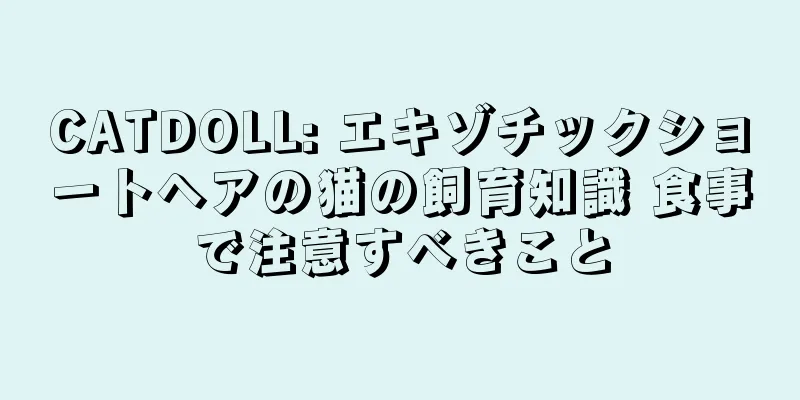 CATDOLL: エキゾチックショートヘアの猫の飼育知識 食事で注意すべきこと