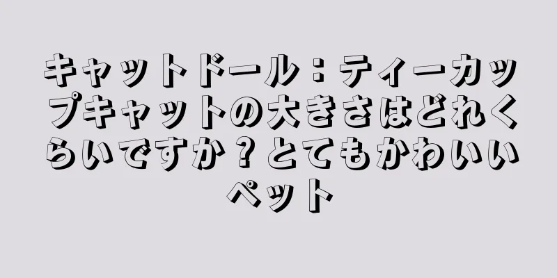 キャットドール：ティーカップキャットの大きさはどれくらいですか？とてもかわいいペット