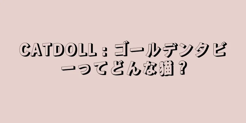 CATDOLL : ゴールデンタビーってどんな猫？