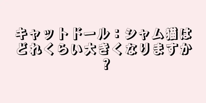 キャットドール：シャム猫はどれくらい大きくなりますか？