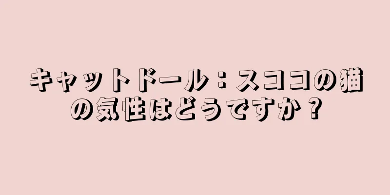 キャットドール：スココの猫の気性はどうですか？