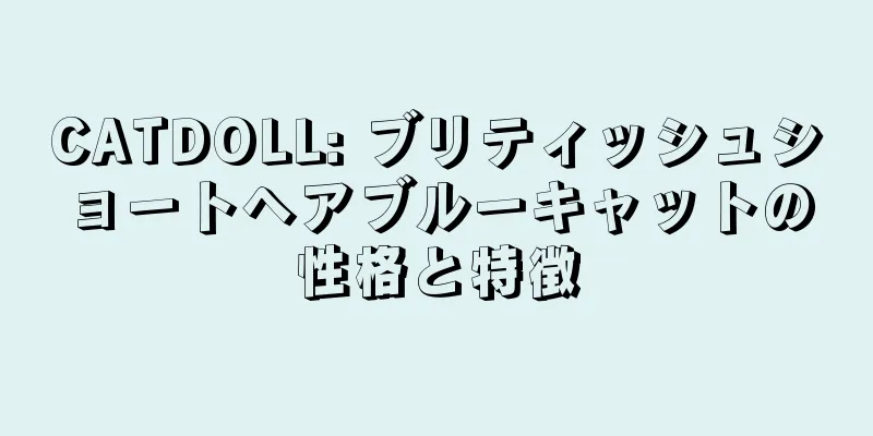 CATDOLL: ブリティッシュショートヘアブルーキャットの性格と特徴