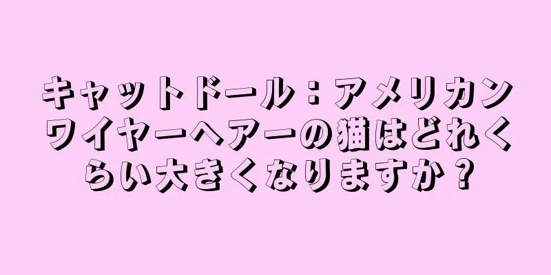 キャットドール：アメリカンワイヤーヘアーの猫はどれくらい大きくなりますか？