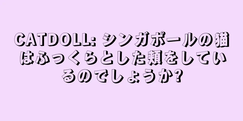 CATDOLL: シンガポールの猫はふっくらとした頬をしているのでしょうか?