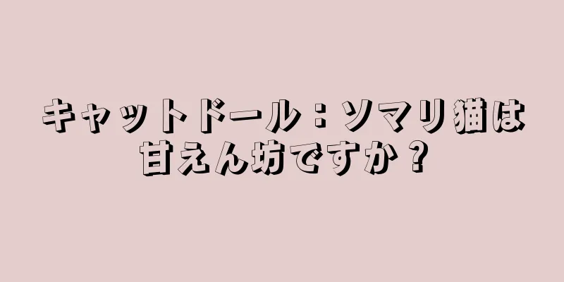 キャットドール：ソマリ猫は甘えん坊ですか？
