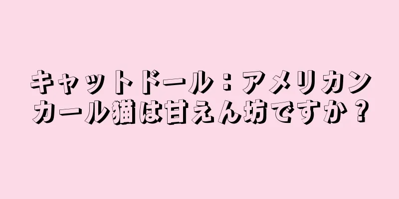 キャットドール：アメリカンカール猫は甘えん坊ですか？
