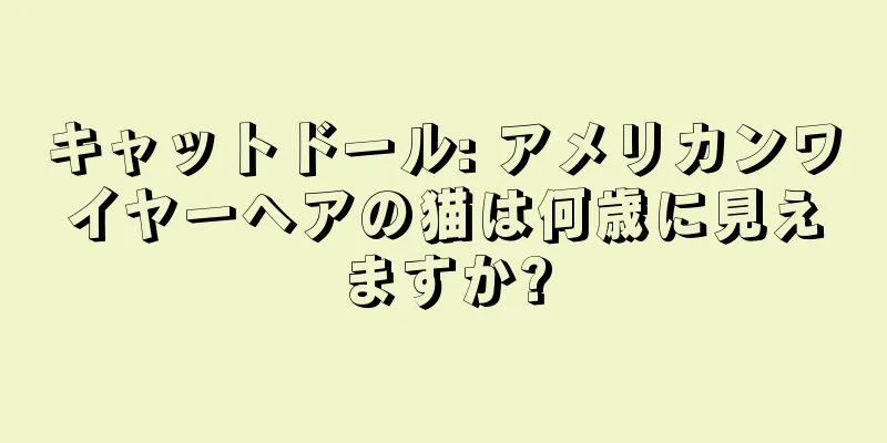 キャットドール: アメリカンワイヤーヘアの猫は何歳に見えますか?