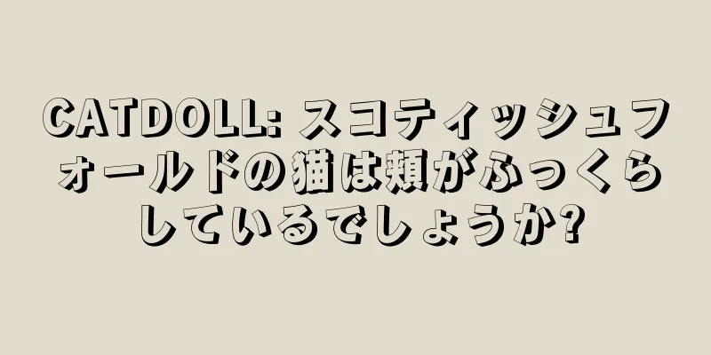 CATDOLL: スコティッシュフォールドの猫は頬がふっくらしているでしょうか?