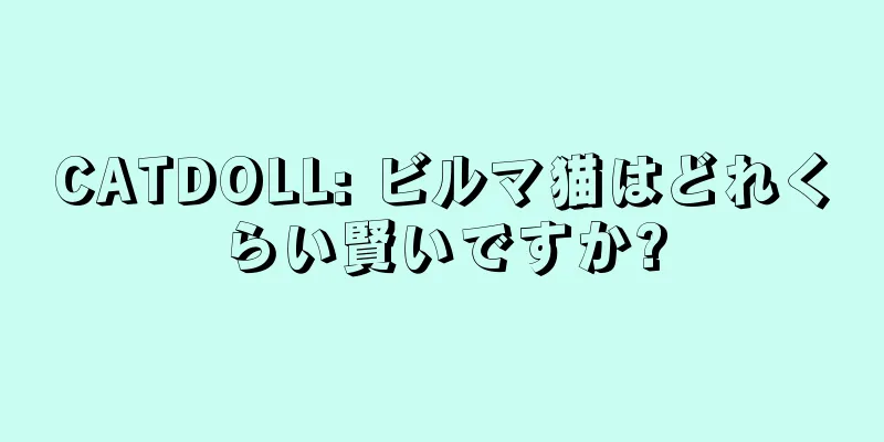 CATDOLL: ビルマ猫はどれくらい賢いですか?