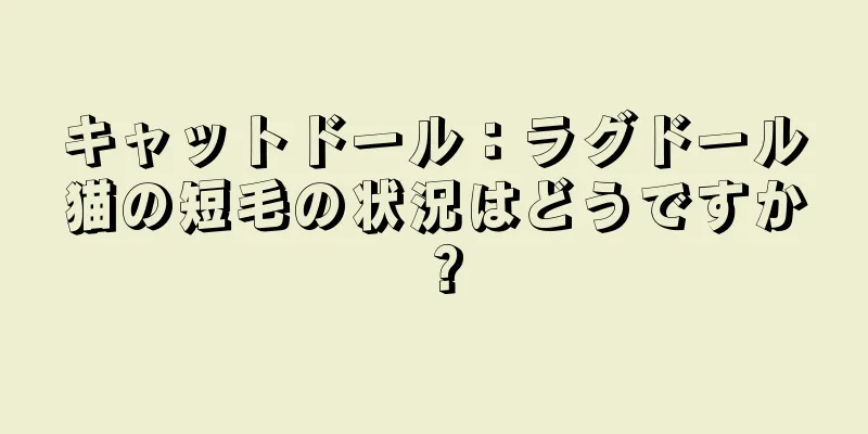 キャットドール：ラグドール猫の短毛の状況はどうですか？