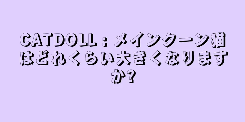 CATDOLL : メインクーン猫はどれくらい大きくなりますか?
