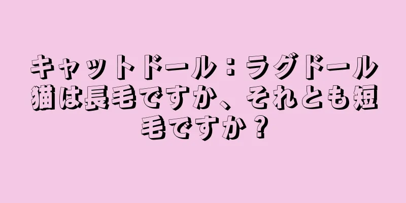 キャットドール：ラグドール猫は長毛ですか、それとも短毛ですか？